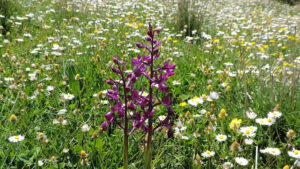 anacamptis-laxiflora