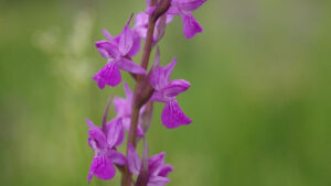 anacamptis-palustris