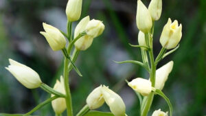 cephalanthera-damasonium