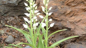 cephalanthera_longifolia