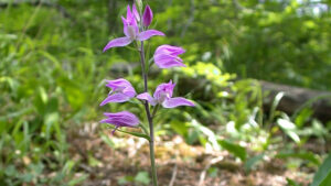 cephalanthera_rubra