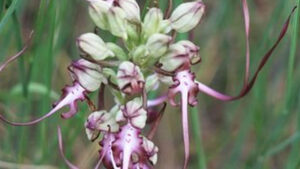 himantoglossum-jankae