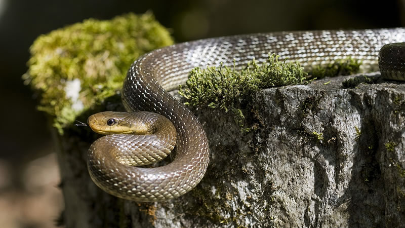 Alla scoperta del serpente gatto con Esplora Carso