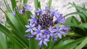 scilla_peruviana