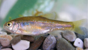 thesprotikospelasgos